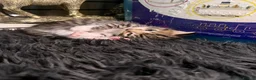 Mixed Breed cats for sale: 5 gorgeous kittens ready now!  - Advert 14