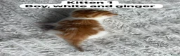 Mixed Breed cats for sale:  9 gorgeous kittens.  - Advert 4