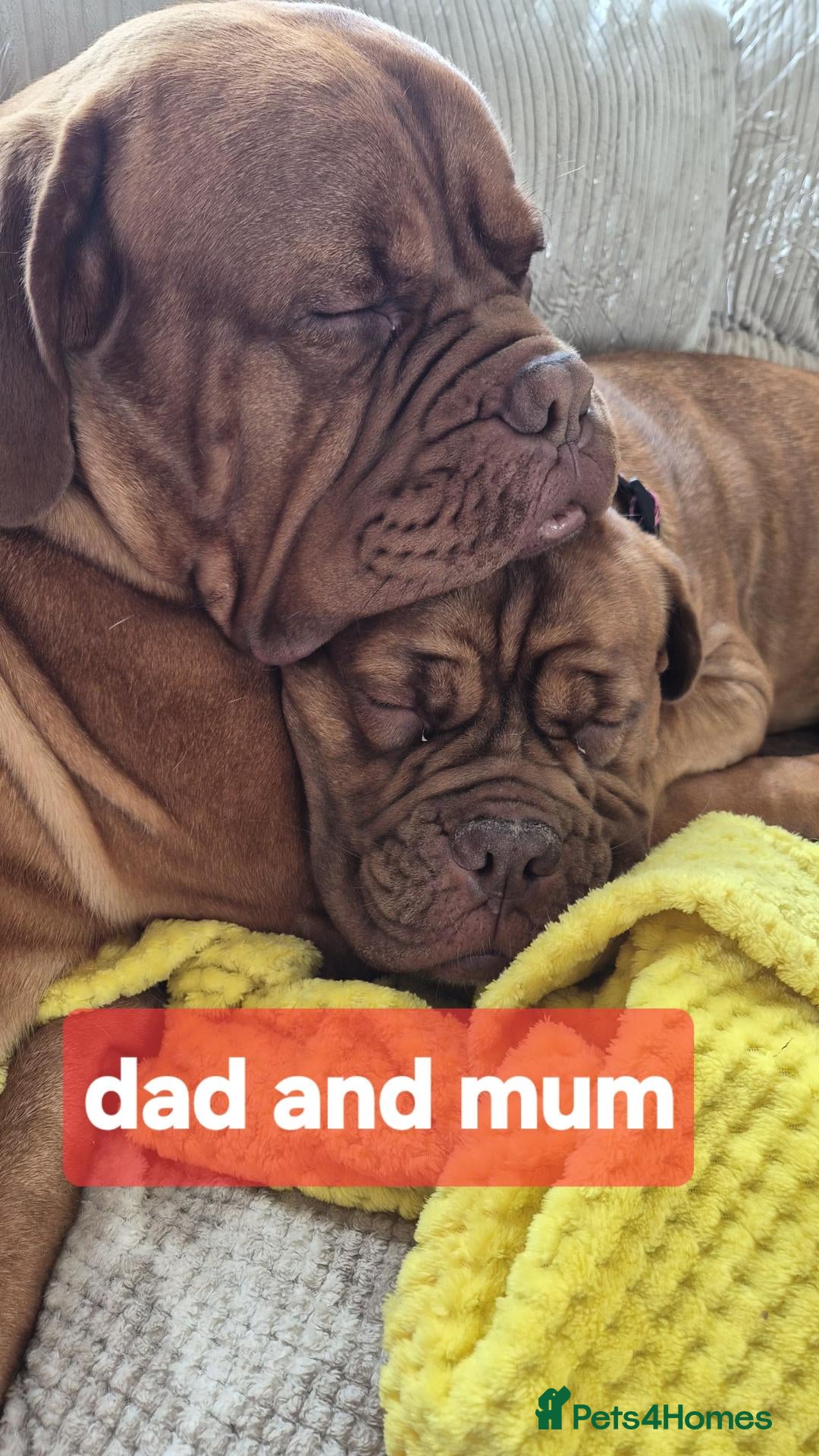 Dogue De Bordeaux dogs DOGUE DE BORDEAUX PUPPIES - Advert 1