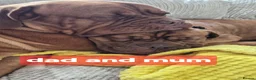 Dogue De Bordeaux dogs for sale: DOGUE DE BORDEAUX PUPPIES in Newark - Advert 1