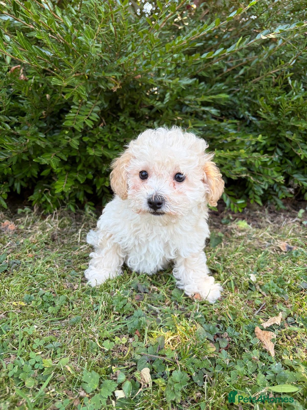 Poochon dogs Gorgeous F1 Poochon puppies - Advert 2