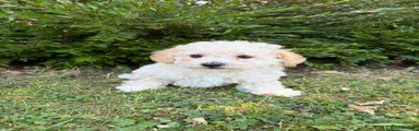 Poochon 4