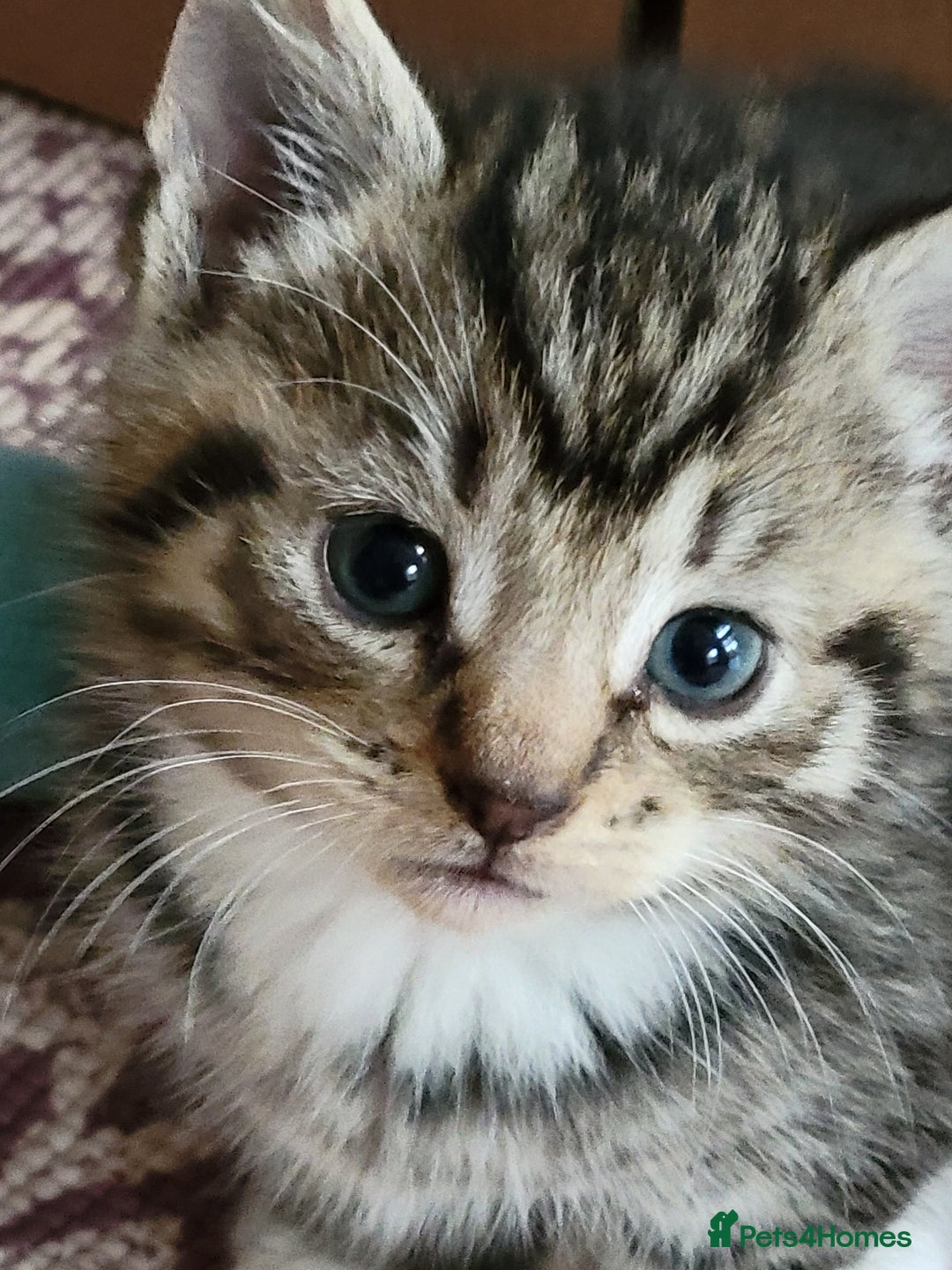 Mixed Breed cats for sale: 4 adorable kittens for sale - Image 6