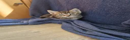Mixed Breed cats for sale: Kittens looking for their forever home in London - Advert 12