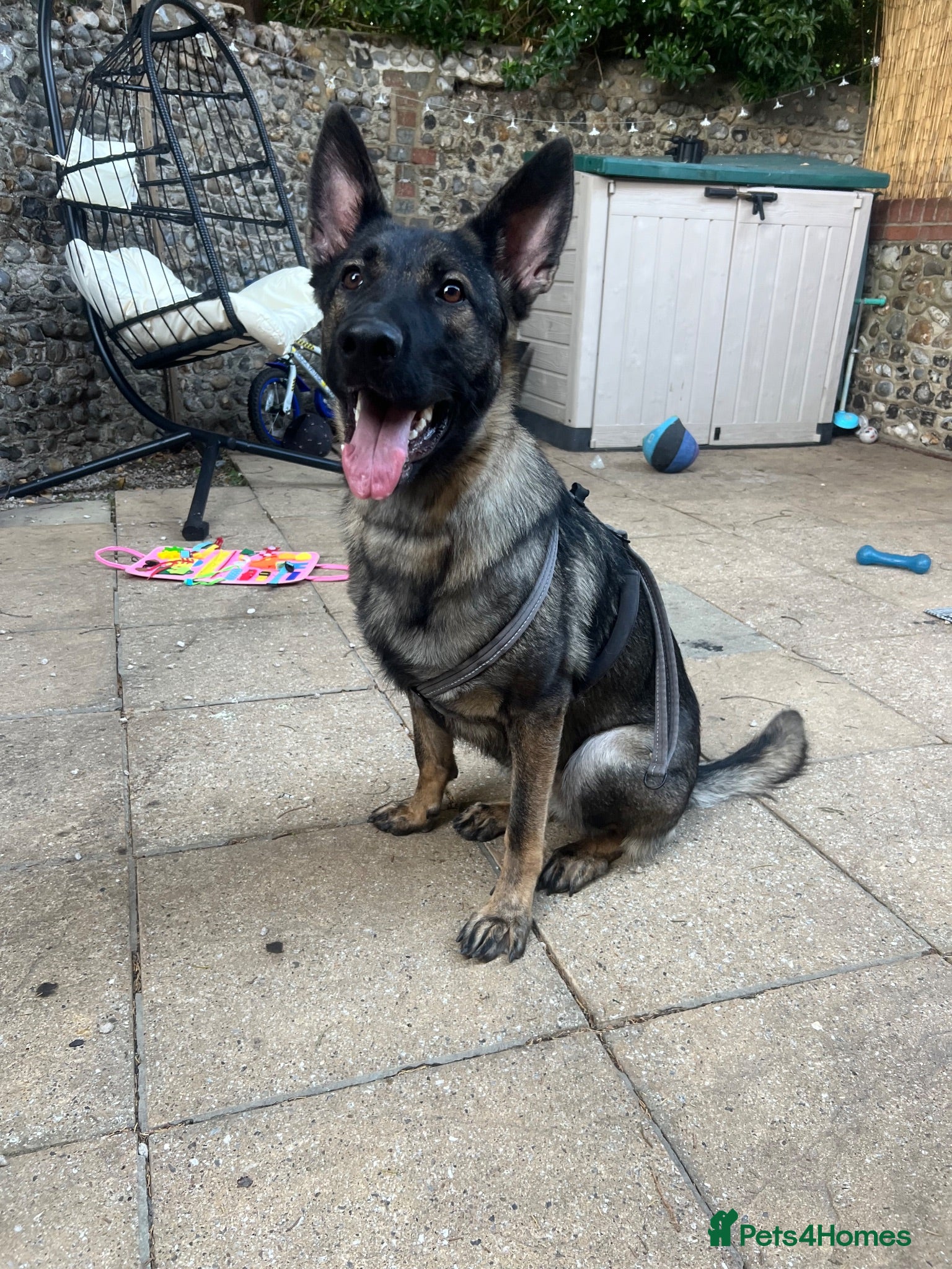 German Shepherd dogs Female German Shepherd - Advert 3