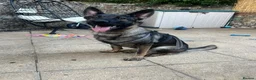 German Shepherd dogs for sale: Female German Shepherd - Advert 1