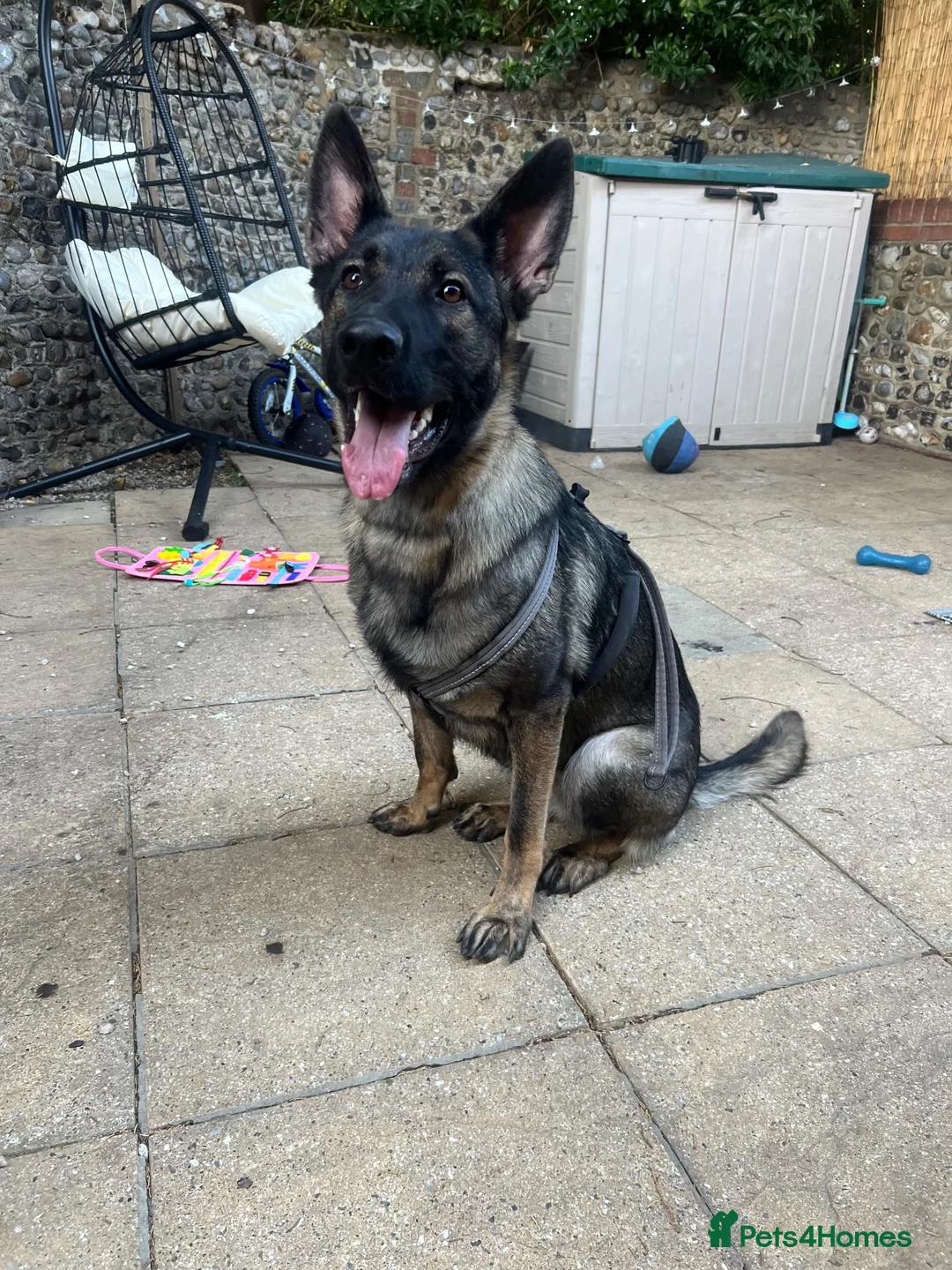 German Shepherd dogs for sale: Female German Shepherd - Advert 1