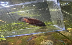 Other/Mixed Breed fish for sale: Oscar  - Image 3