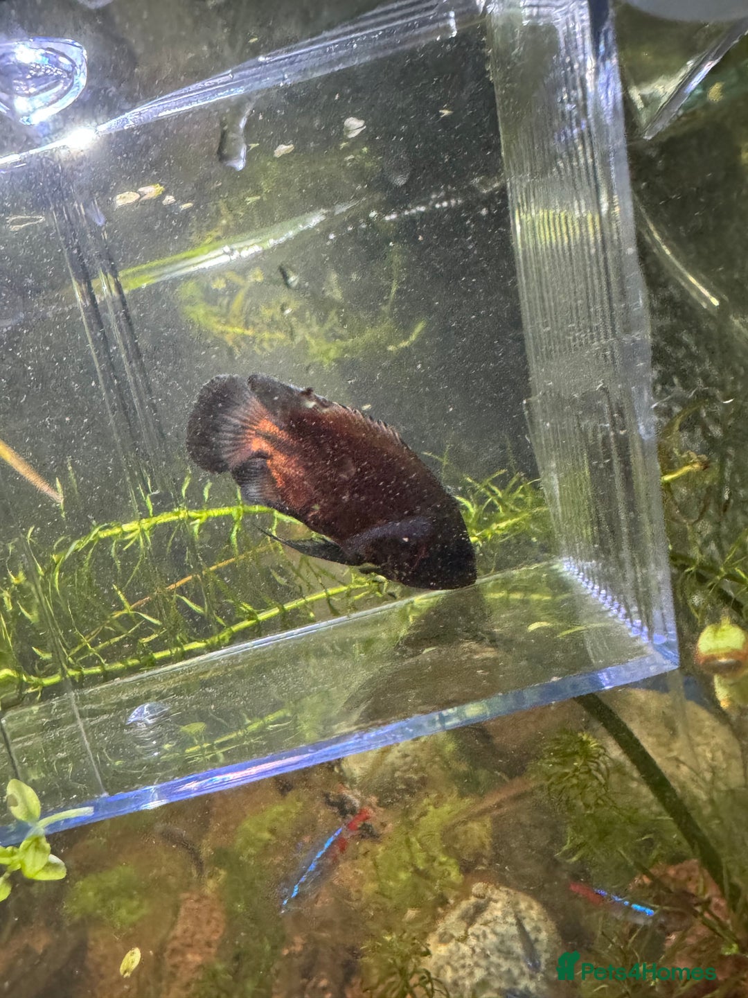 Other/Mixed Breed fish for sale: Oscar  - Image 3