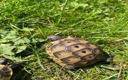 Tortoise reptiles for sale: Mediterranean Spurthigh tortoise hatchlings - Image 4