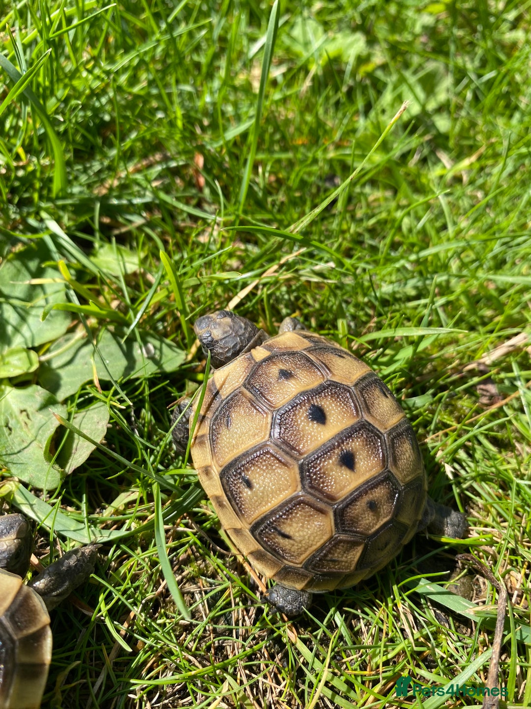 Tortoise reptiles for sale: Mediterranean Spurthigh tortoise hatchlings - Image 4