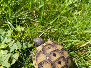 Tortoise reptiles - Advert 27