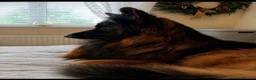 German Shepherd dogs for sale: EXCEPTIONAL KC REG GERMAN SHEPHERD PUPPIES - Advert 13