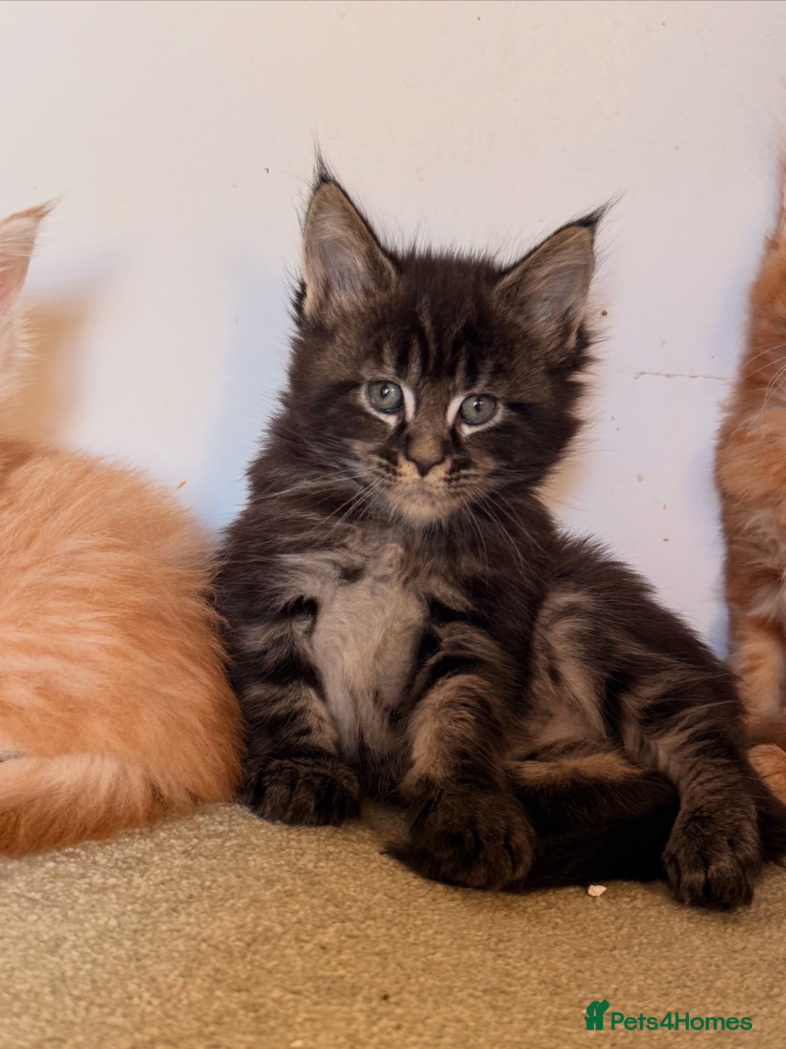 Maine Coon cats TICA registered Maine Coon kittens  - Advert 2