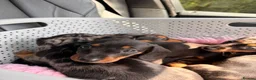 Miniature Dachshund dogs for sale: Mixed Coat Miniature Dachshund Females  in Bridgend - Advert 2