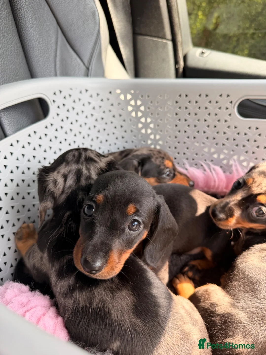 Miniature Dachshund dogs for sale: Mixed Coat Miniature Dachshund Females  in Bridgend - Advert 2