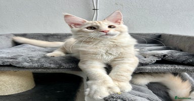 Maine Coon cats - Advert 3