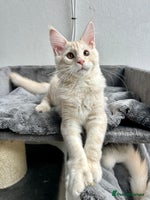 Maine Coon cats - Advert 2