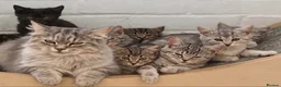 Mixed Breed cats for sale: Beautiful Mixed Breed Kittens 🐱  in Aylesbury - Advert 1