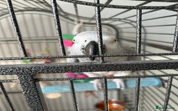 Parrots birds for sale: Female African grey  - Image 2