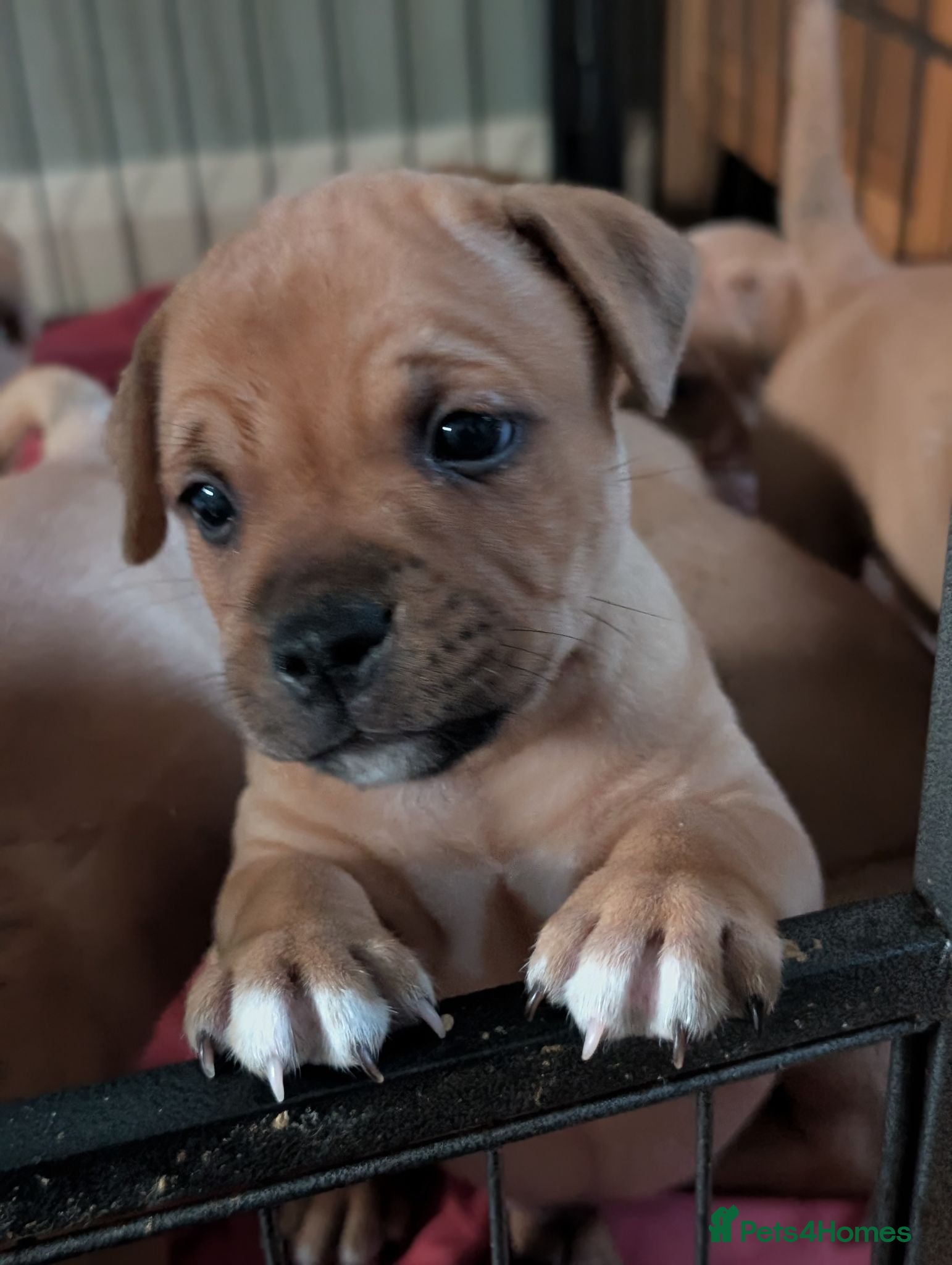 Staffordshire Bull Terrier dogs KC Red Staffords  - Advert 2