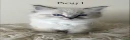 Ragdoll cats for sale: Outstanding GCCF Seal Lynx Ragdoll Kittens 🐾 - Advert 26