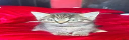 Mixed Breed cats for sale: Last 2 adorable kittens for sale - Advert 8