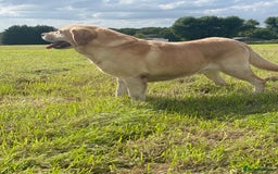 Labrador Retriever dogs for sale: KC health tested Labrador Pups  - Image 22