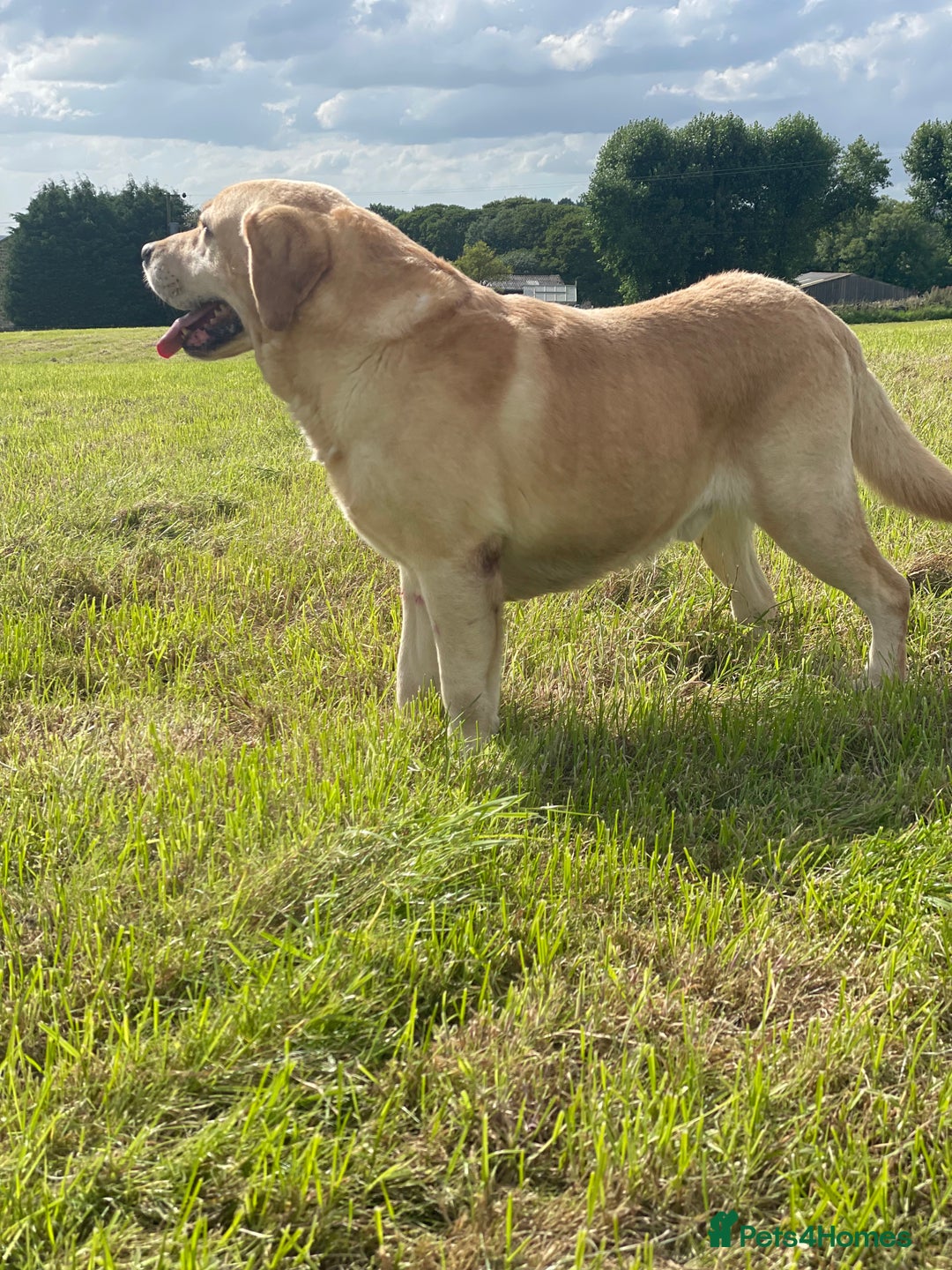 Labrador Retriever dogs for sale: KC health tested Labrador Pups  - Image 22
