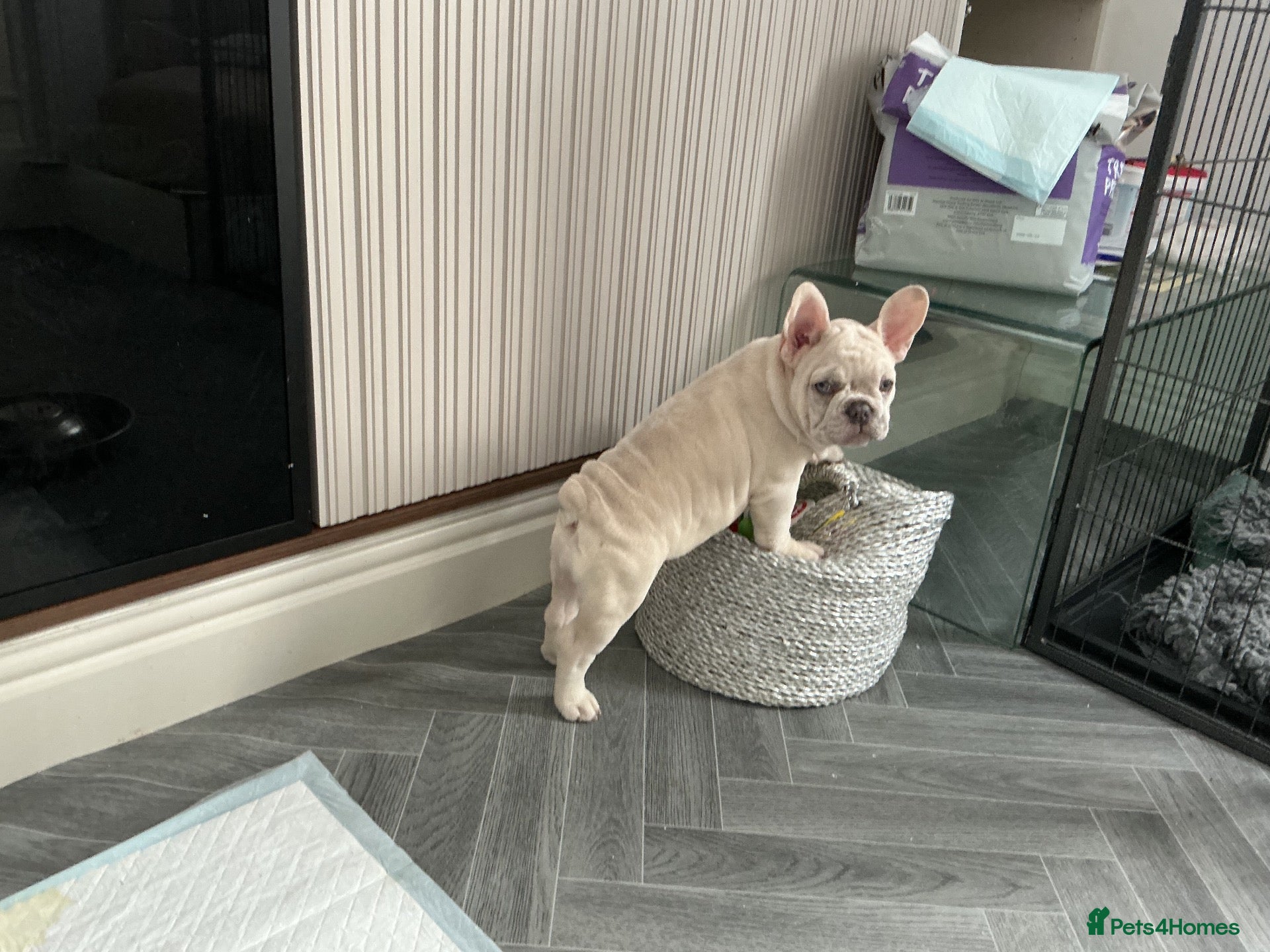 French Bulldog dogs French bulldog puppies are ready for a new home  - Advert 2