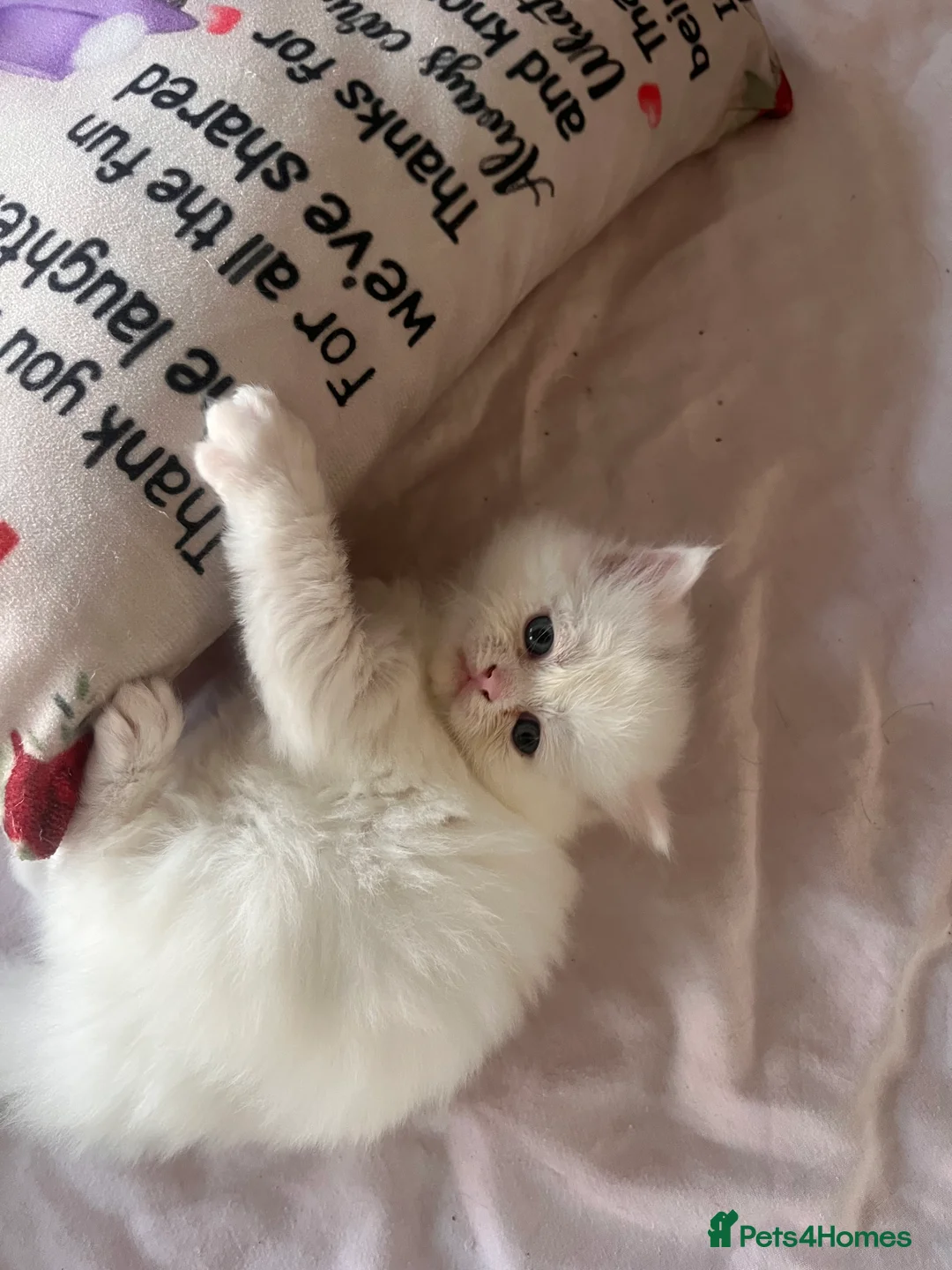 British Shorthair cats for sale: british shorthair cross maincoon  - Advert 2