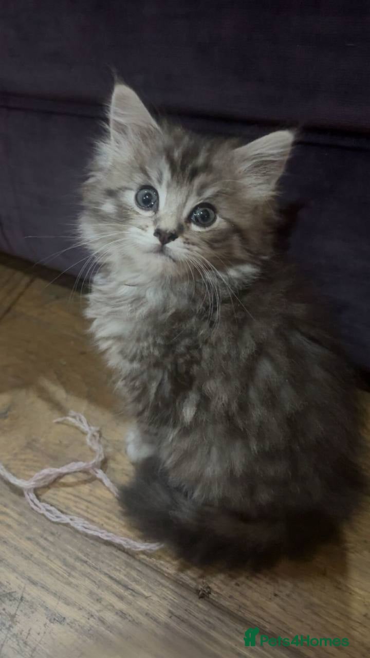 Maine Coon cats Maine Coon kittens, Mother is tica registered. - Advert 3