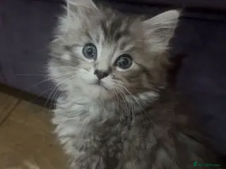 Maine Coon cats Maine Coon kittens, Mother is tica registered. - Advert 3