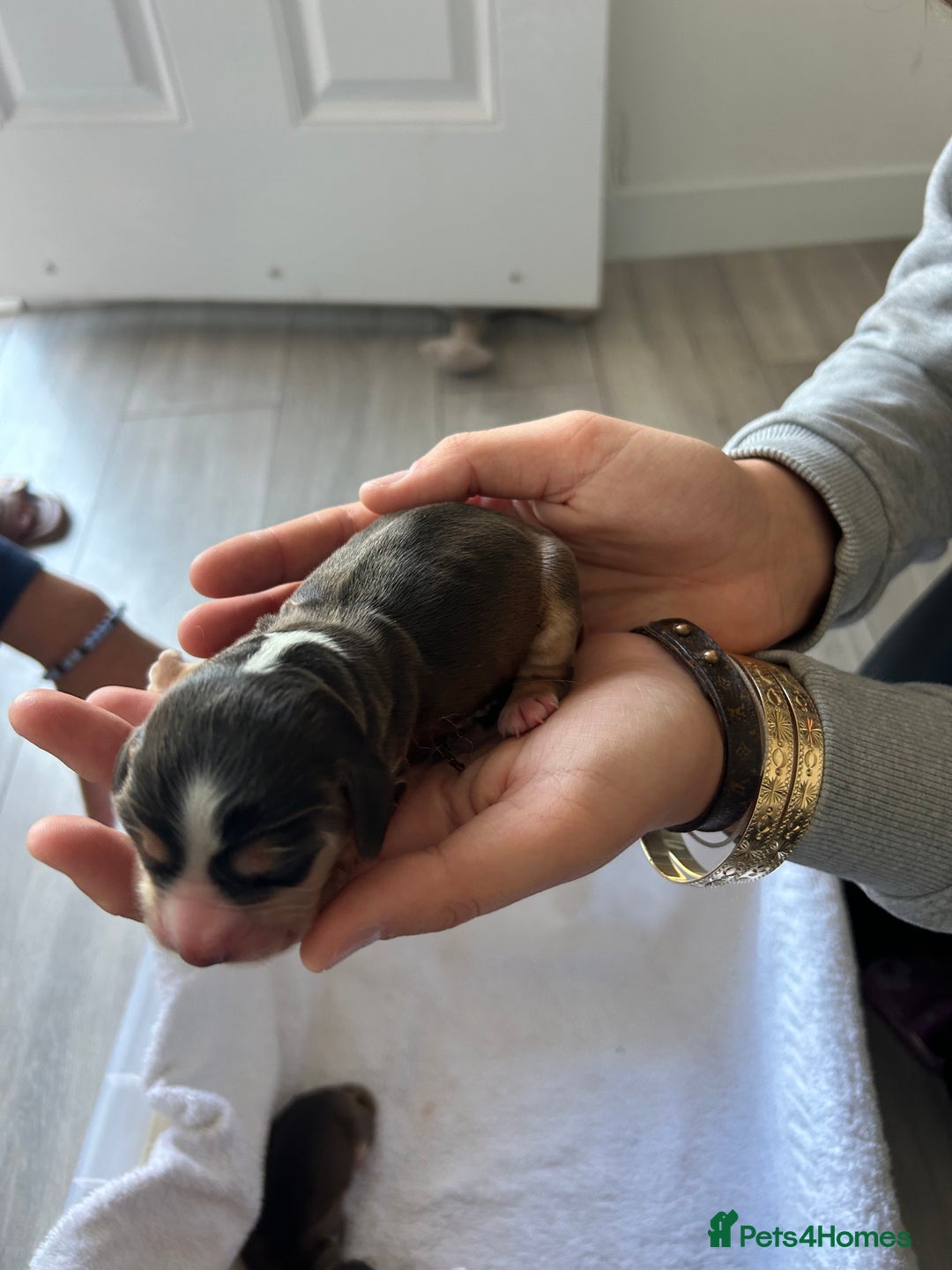 Cocker Spaniel dogs for sale: ✨show type cocker spaniel✨ - Image 5