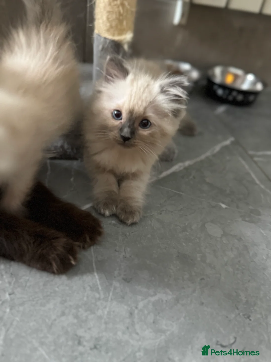 Ragdoll cats for sale: Ragdoll kittens  - Advert 5