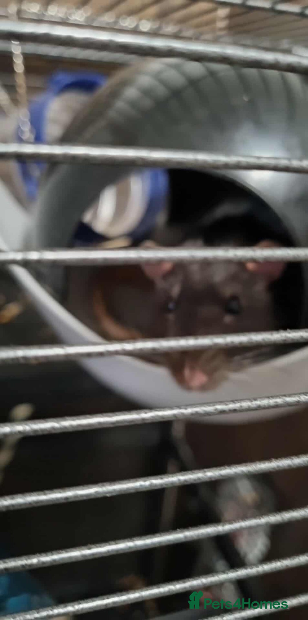 Rat rodents for sale: 2 x male rats  - Advert 4