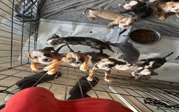 Old Tyme Bulldog dogs for sale: Beautiful old tyme bulldogs  - Image 1