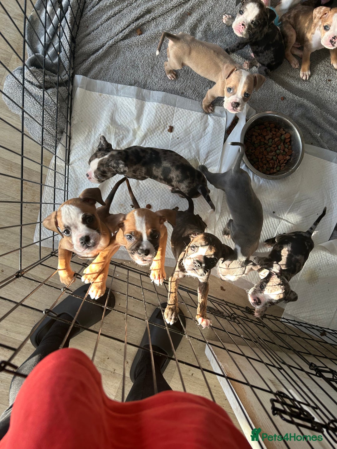 Old Tyme Bulldog dogs for sale: Beautiful old tyme bulldogs  - Image 1