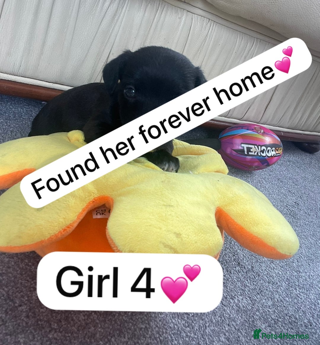 Jack Russell dogs for sale: 1 Beautiful Jack Russell Puppie Left in Worcester - Image 9