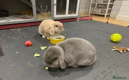 Mini Lop rabbits for sale: Super cute lop rabbits - twin girls - Image 2