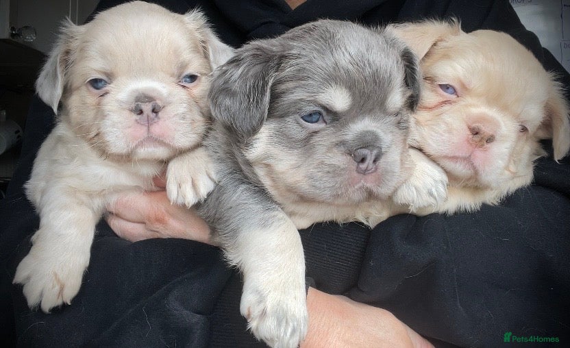 French Bulldog dogs Fluffy French Bulldog Puppies  - Advert 1