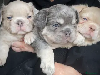 French Bulldog dogs Fluffy French Bulldog Puppies - Advert 1