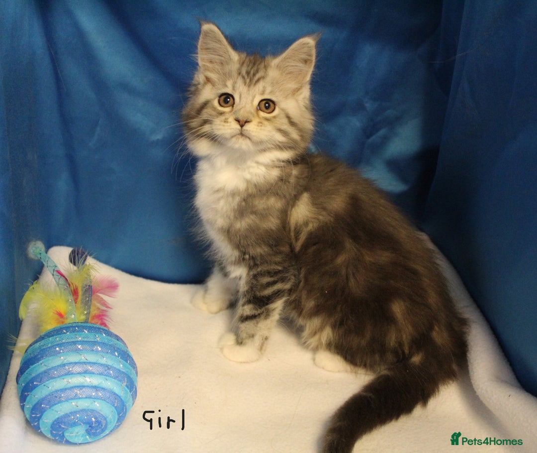 Maine Coon cats for sale: beautiful maine coon kittens - Image 5