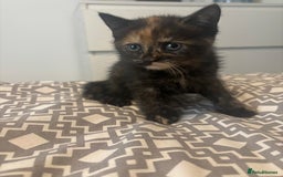 Mixed Breed cats for sale: Kittens for sale  - Image 2