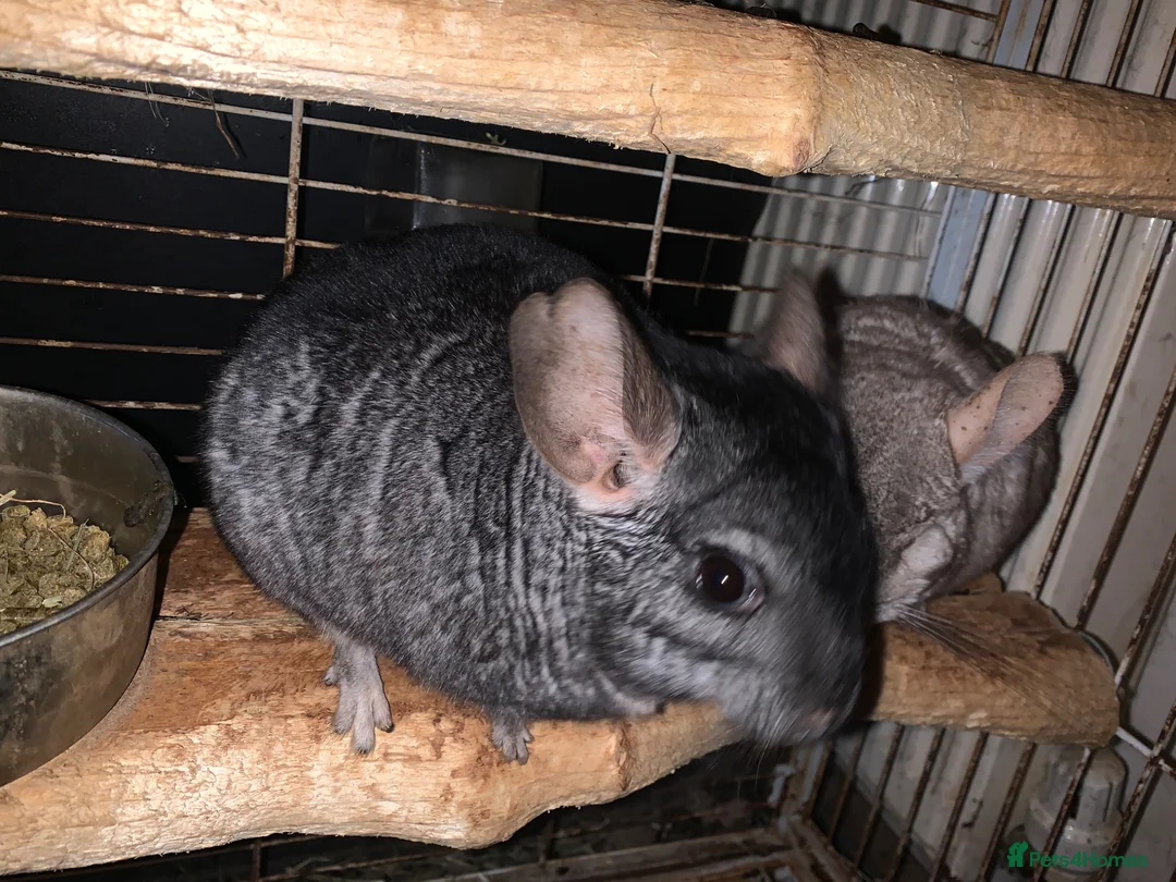 Chinchilla rodents for sale: Chinchilla - Advert 2