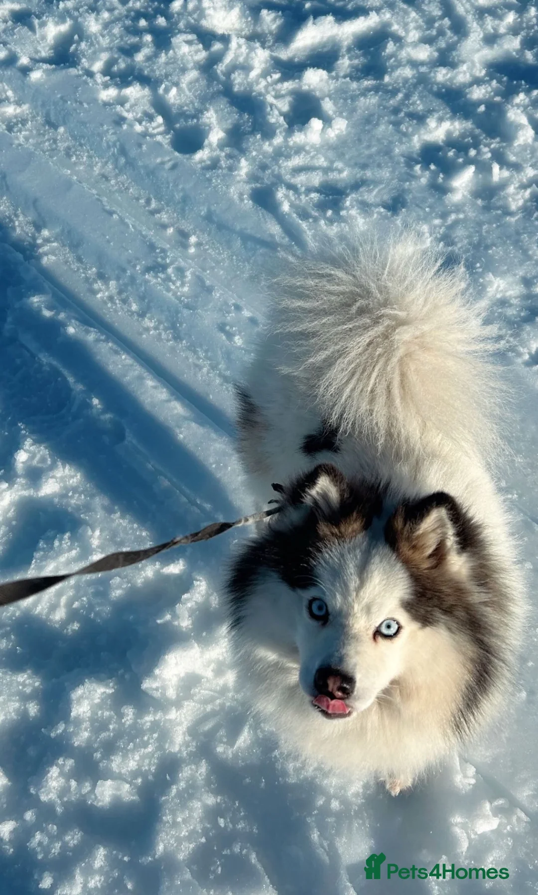 Mixed Breed dogs for stud: Handsome & Proven F3 Pomsky for Stud - Moon  - Advert 1