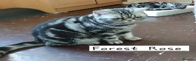 British Shorthair Kitten Forest Rose