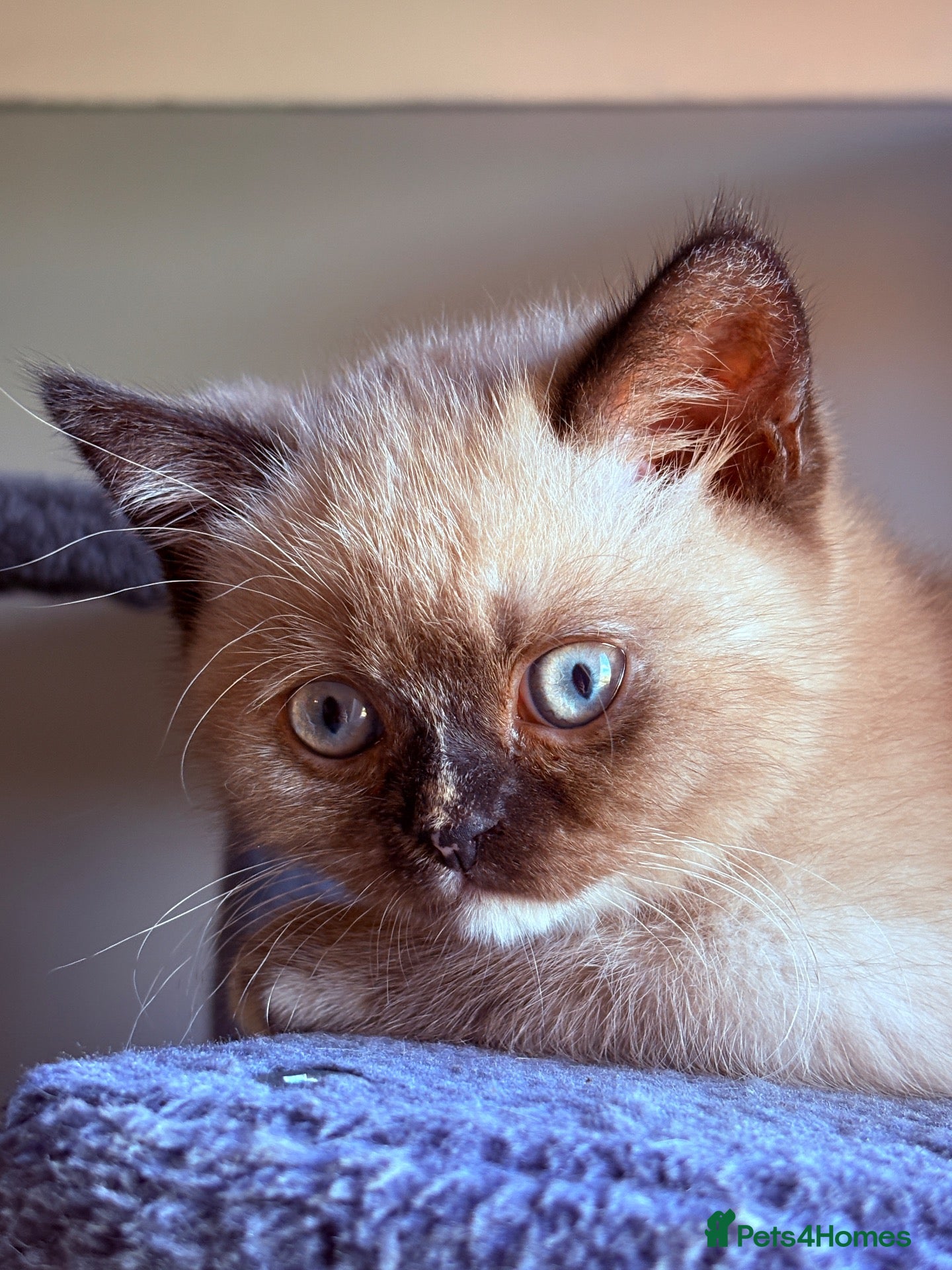 British Shorthair cats 🌟GCCF BSH Kittens Beautiful Variety of Colours 🌟 - Advert 2