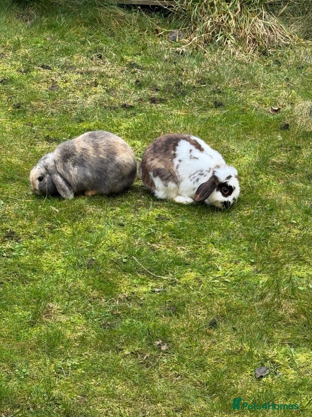 Mini Lop rabbits for sale: Male Mini Lops - Advert 4