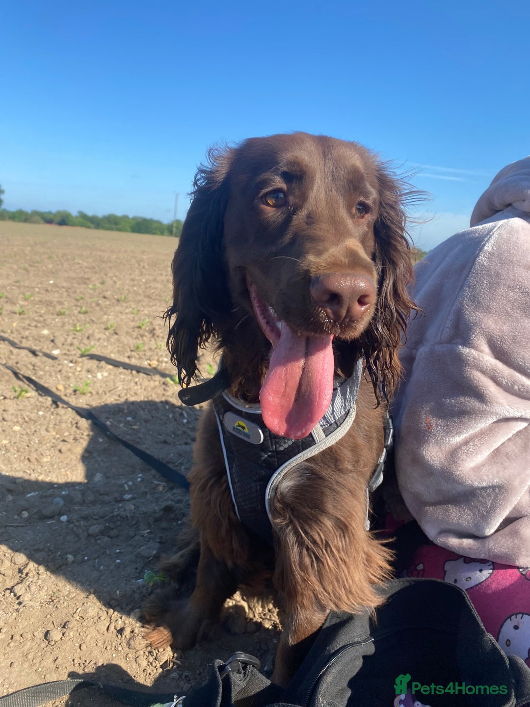 Cocker Spaniel dogs for sale: Cocker spaniel for unfortunate rehome🐶 - Image 10